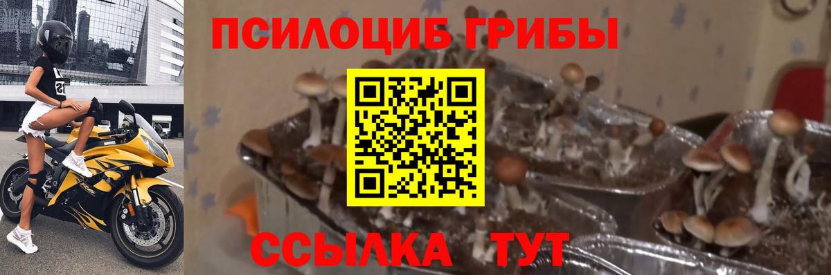 Зеленогорск  Псилоцибиновые грибы Cubensis  Вход с VPN 